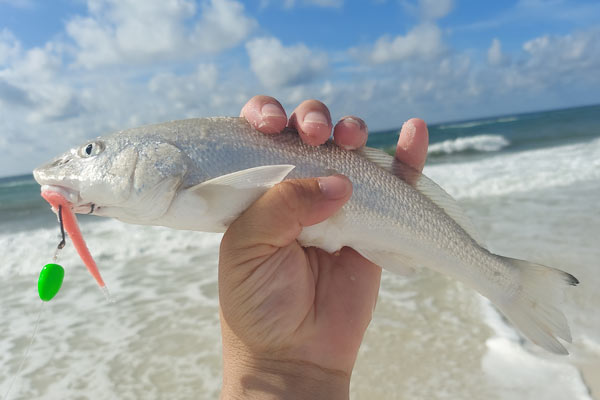 Whiting (Gulf Kingfish) Caught From The Surf