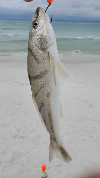 Whiting Caught From The Surf On A Pompano Rig