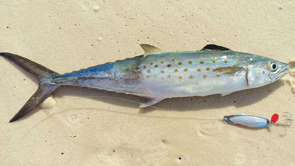 How To Catch Spanish Mackerel From The Surf - Pensacola Surf Fishing