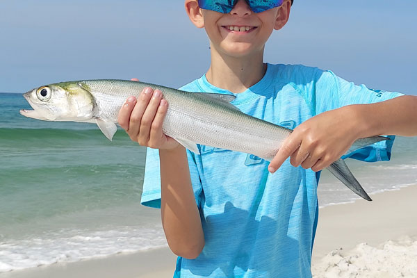 Catching Ladyfish From The Surf - Pensacola Surf Fishing