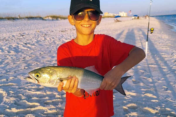 Bluefish Caught From The Surf On Pensacola Beach