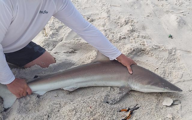 Small Spinner Shark Caught While Surf Fishing