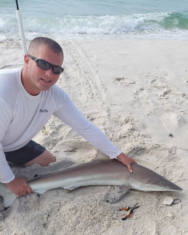 Small Spinner Shark Caught From The Surf