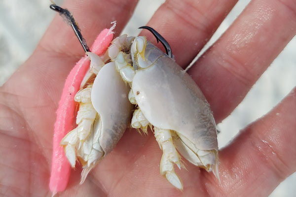 Two Live Sandfleas Rigged With Fishbites For Surf Fishing