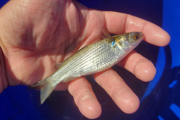 How To Catch Whiting From The Surf - Pensacola Surf Fishing