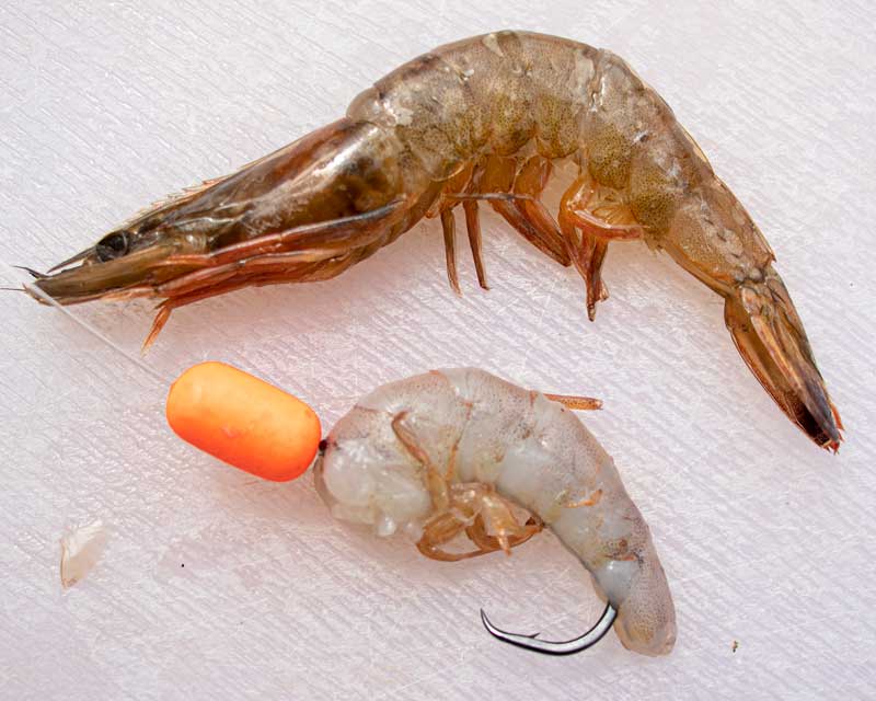 Peeled shrimp rigged on a circle hook below an unpeeled shrimp.