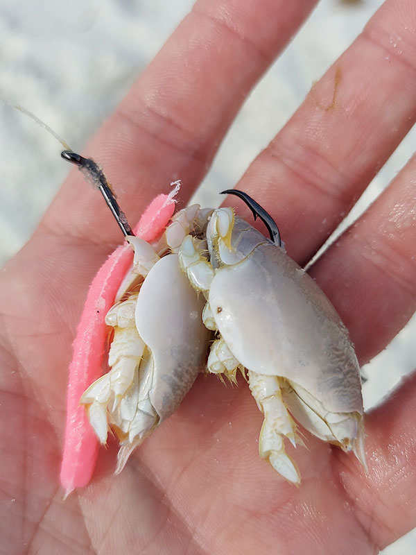 Live Sand Fleas Rigged For Bait
