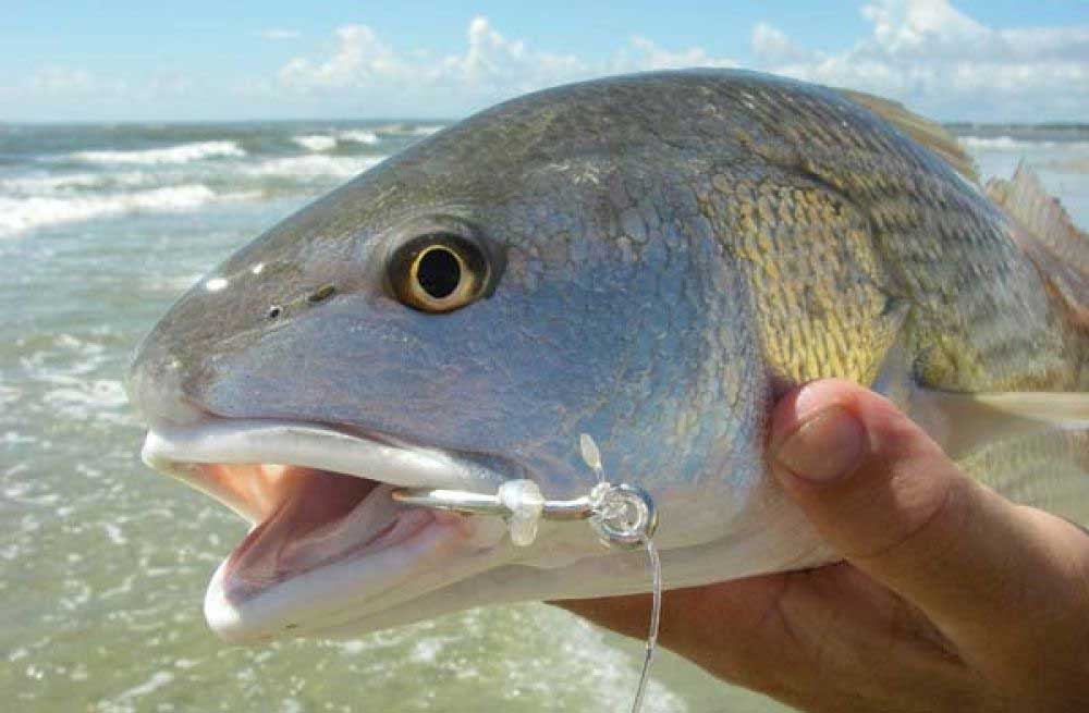 Redfish Caught From The Surf