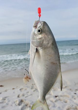Pompano Caught From the Surf on Pompano Rig