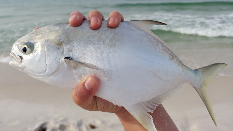 Surf Fishing For Pompano On Pensacola Beach